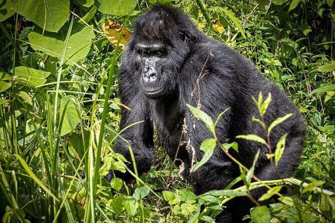 3-Day Gorilla Trekking safari in Bwindi Impenetrable Forest - The Sum Up