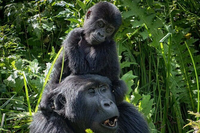 3-Day Gorilla Trekking safari in Bwindi Impenetrable Forest - FAQs