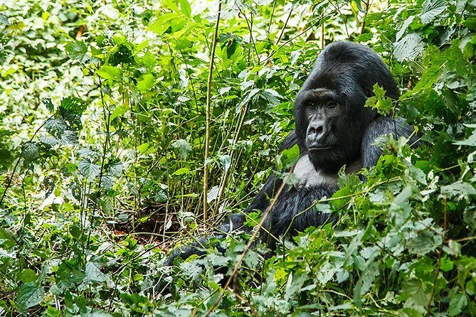 3-Day Gorillas trekking and Batwa Experience - FAQ