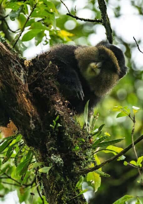 3 Day Gorillas Trekking And Golden Monkeys Tracking - An Introduction to the Tour Experience
