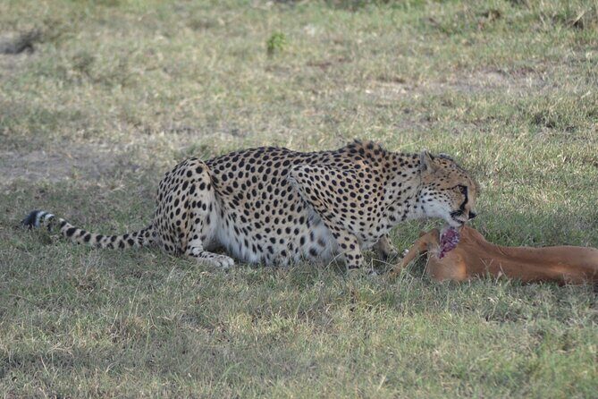 3-Day Group Safari in Masai Mara with Pick Up - Key Points