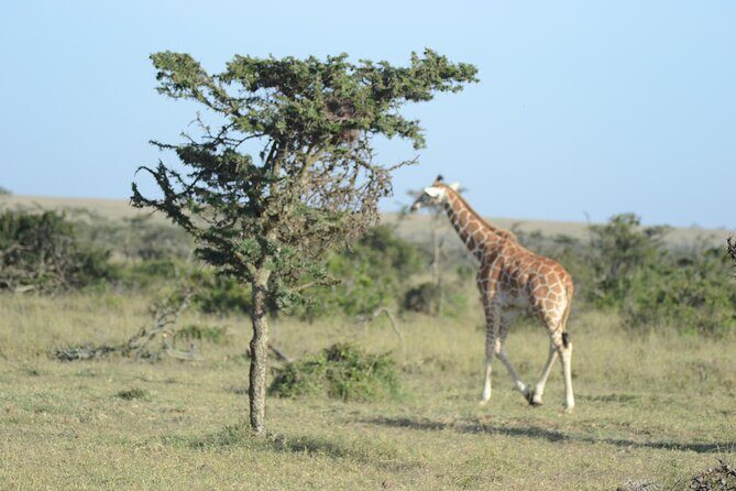 3-Day Group Safari in Masai Mara with Pick Up - An Honest Look at the 3-Day Maasai Mara Safari