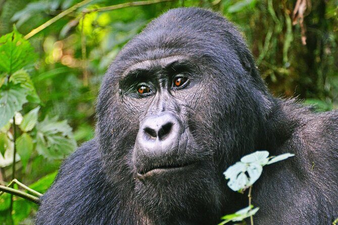 3 Day Guided Gorilla Tracking Safari At Bwindi National Park - Introduction: Why This Safari Is a Treasure
