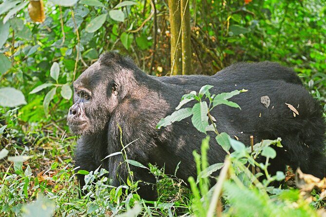 3 Day Guided Gorilla Tracking Safari At Bwindi National Park - The Itinerary in Detail: From Kampala to the Rainforest