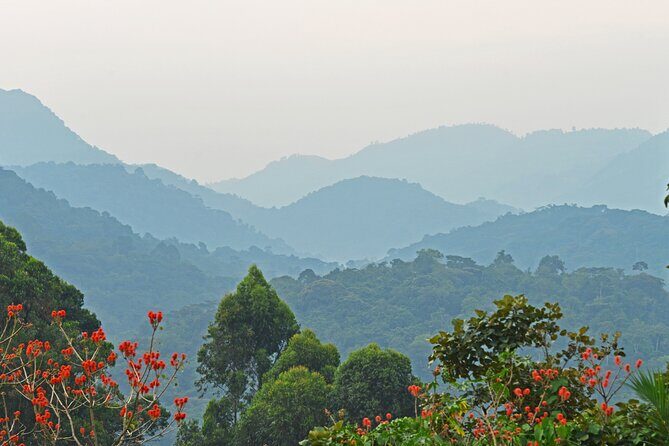 3 Day Guided Gorilla Tracking Safari At Bwindi National Park - What To Expect: The Experience and Practicalities