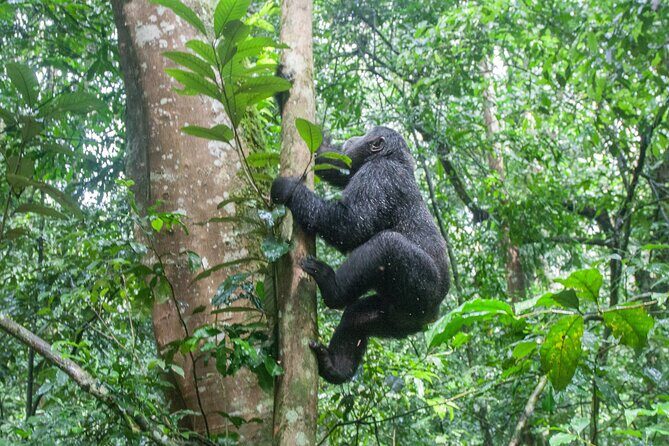 3 Day Guided Gorilla Tracking Safari At Bwindi National Park - Authentic Encounters and Unforgettable Moments