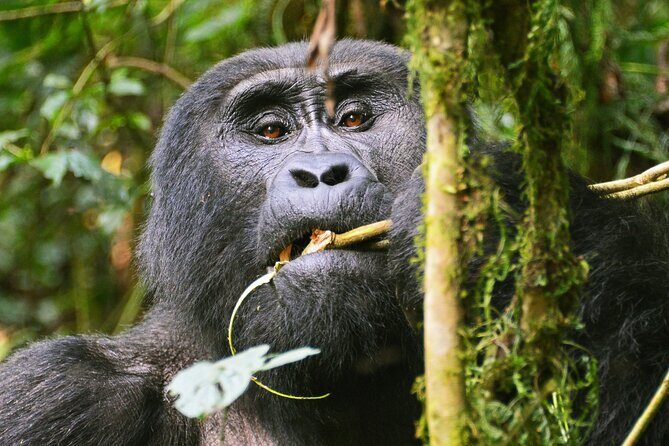 3 Day Guided Gorilla Tracking Safari At Bwindi National Park - The Sum Up: Is This Tour Right for You?