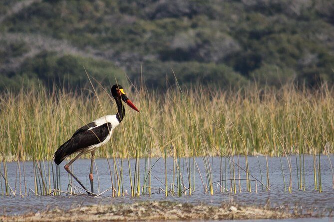 3-Day Guided Tour: Maputo Special Reserve - Introduction: An Authentic Safari Close to Maputo
