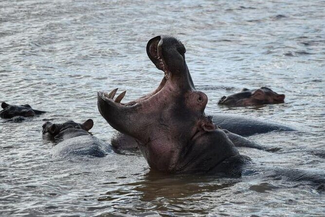 3 Day Hluhluwe Game Reserve & Isimangaliso wrtlands from Durban - FAQ