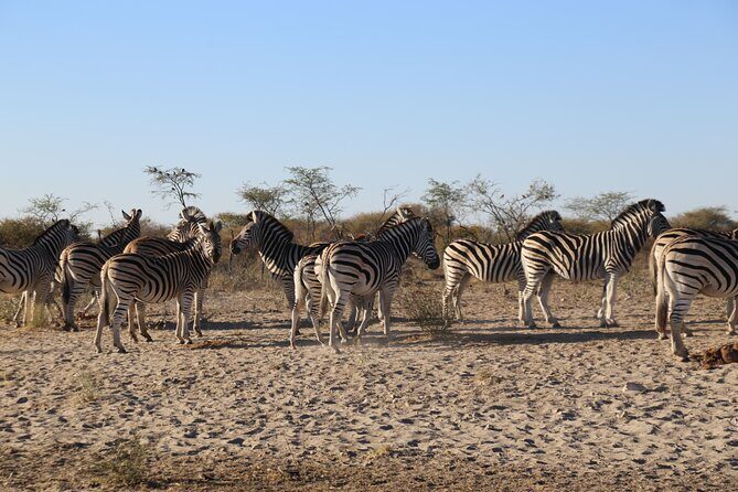 3 Day Hwange National Park Safari Trip from Victoria Falls - What Makes This Tour Stand Out?