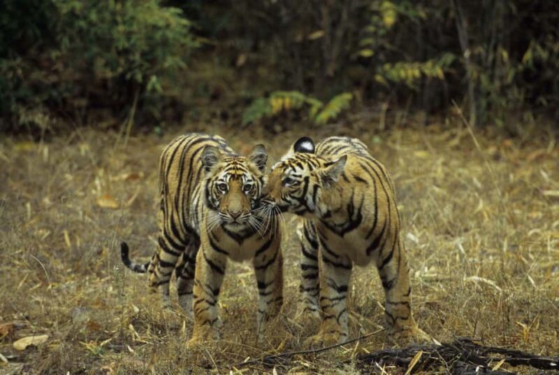 3- Day Jim Corbett National Park Tour - An Overview of the 3-Day Jim Corbett National Park Tour