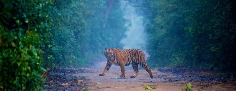 3- Day Jim Corbett National Park Tour - Day-by-Day Breakdown