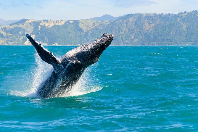 3 Day Kaikoura Sealife and Coach Tour from Christchurch - Final Thoughts