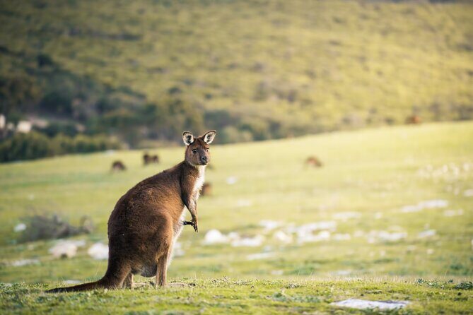 3-Day Kangaroo Island Adventure Tour - Introduction