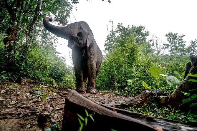 3-Day Kindred Spirit Elephant Sanctuary Chiang Mai - In-Depth Review of the Experience