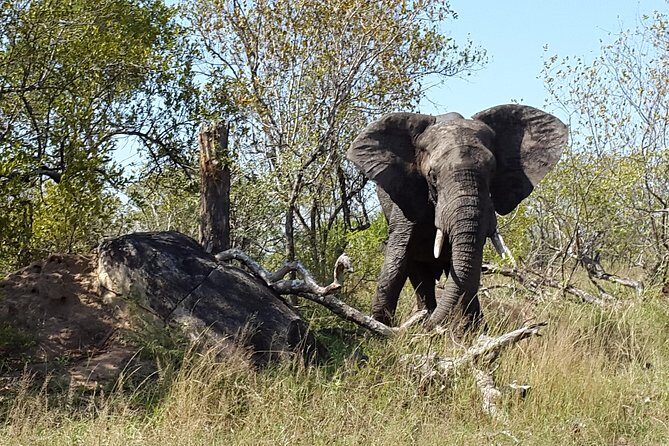 3 Day Kruger National Park and Crocodile River Safari - A Detailed Look at the 3-Day Kruger Safari