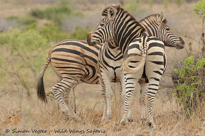 3-Day Kruger National Park Open Vehicle Safari - Day 1: The Journey Begins