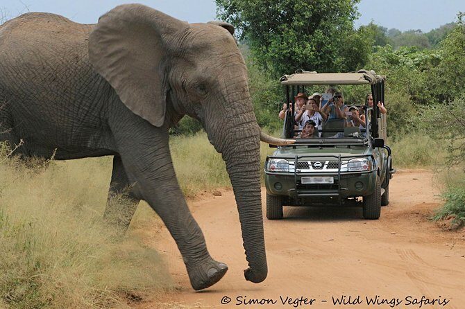 3-Day Kruger National Park Open Vehicle Safari - Day 2: The Core Wildlife Experience
