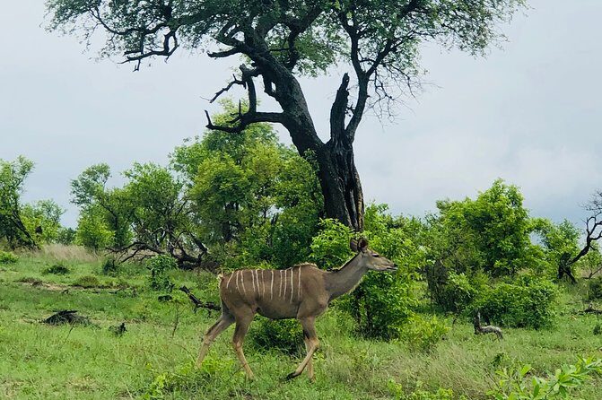 3-Day Kruger National Park Private Safari from Johannesburg - Who Would Love This Experience?