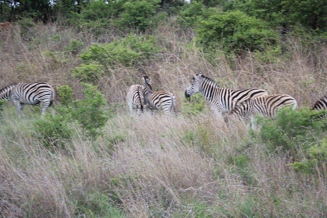 3-Day Kruger National Park Private Safari from Johannesburg - Final Thoughts: Is This Tour Worth It?