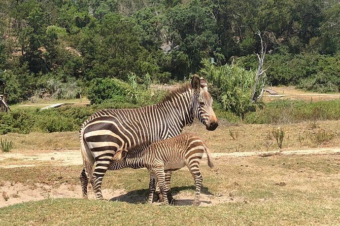 3-Day Kruger National Park Private Safari from Johannesburg - FAQ