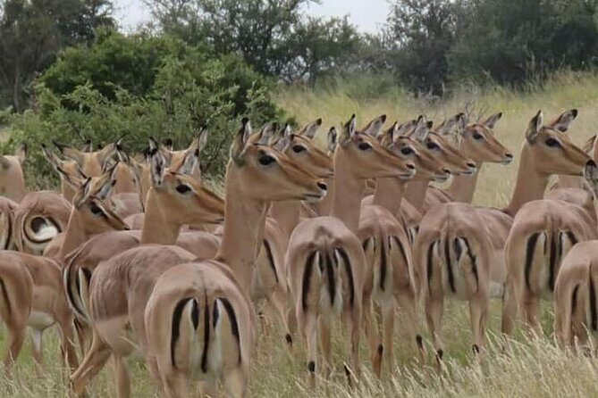 3 Day Kruger National Park Safari & Panorama Route - Introduction: What to Expect from This Tour