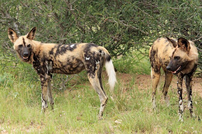 3 Day Kruger National Park Safari & Panorama Route - Practical Tips for Potential Travelers