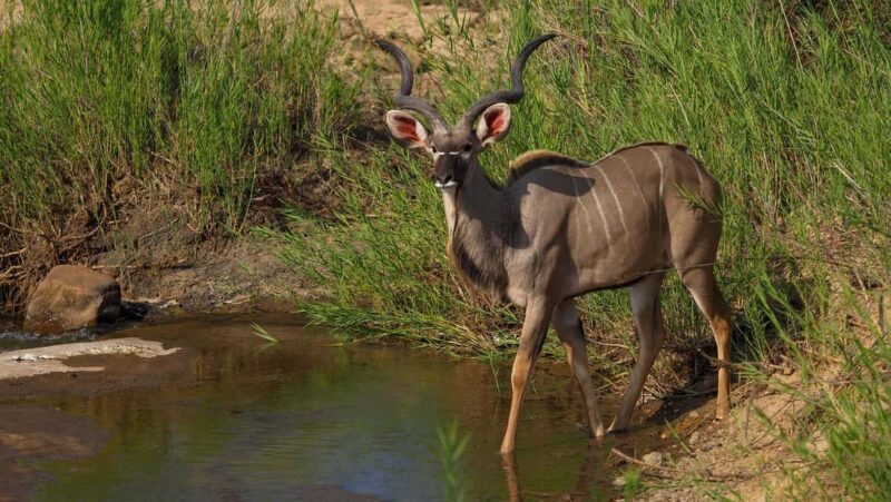 3 Day Kruger Safari Fly-In from Johannesburg - Key Points