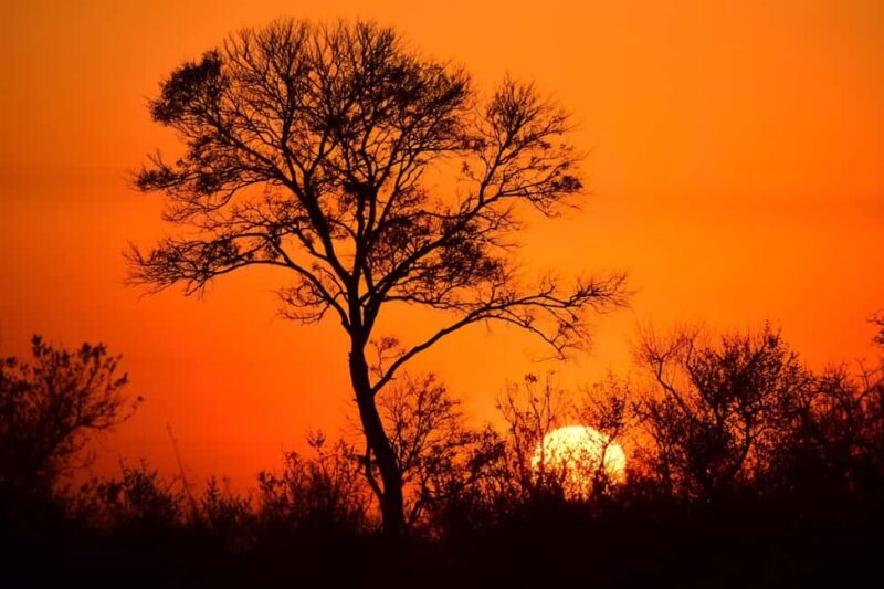 3 Day Kruger Safari Fly-In from Johannesburg - An In-Depth Look at the 3-Day Kruger Safari Fly-In
