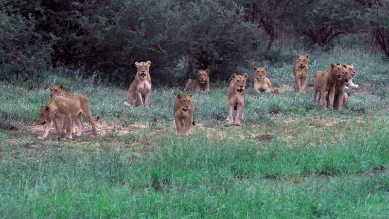 3 Day Kruger Safari Fly-In from Johannesburg - Final Thoughts