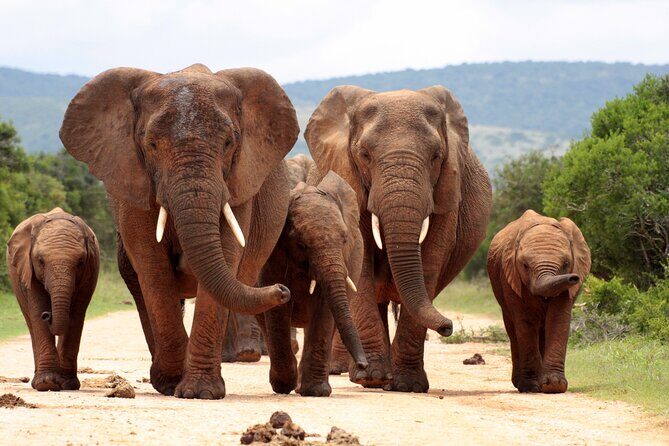 3 Day Kruger Safari with Panorama Tour from Johannesburg - Who will love this tour?