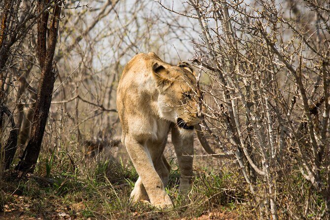 3 Day Lodge/Masango Kruger National Park Safari - Day 3: Bush Walks and Blyde River Canyon