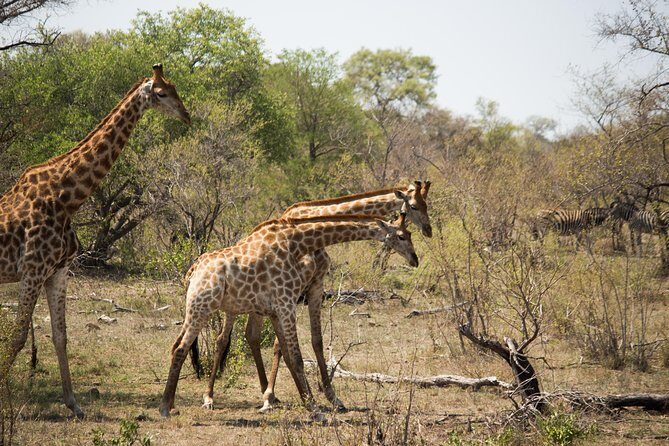 3 Day Lodge/Masango Kruger National Park Safari - What Travelers Say About This Safari