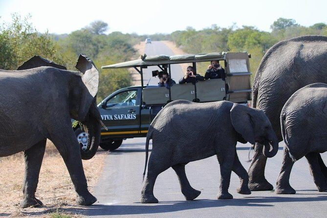3 Day Lodge/Treehouse Kruger National Park Safari - A Deep Dive into the Safari Experience