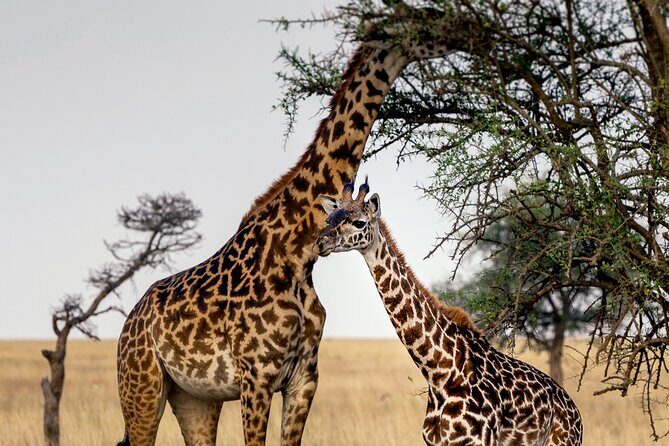 3-Day Luxury Safari Private Tour Tarangire and Ngorongoro - Key Points