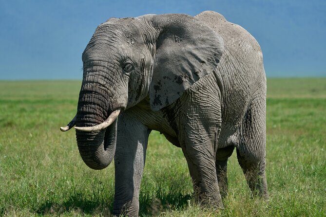 3-Day Luxury Safari Private Tour Tarangire and Ngorongoro - Day 2: Exploring Tarangire National Park