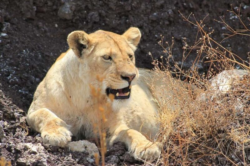 3-Day luxury trip from Dar-es-Salaam to Mikumi Park by train - An In-Depth Look at the 3-Day Mikumi Safari by Train