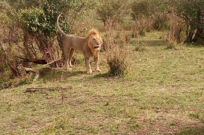 3 day maasai mara budget Camping Group safari - The Itinerary: A Day-by-Day Breakdown