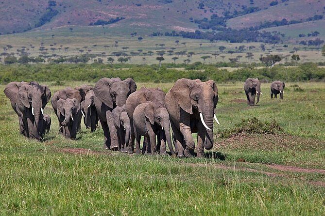 3 Day Maasai Mara Group Joining Camping Safari - Daily Departures - Discover the Maasai Mara on a 3-Day Camping Safari: An Honest Review