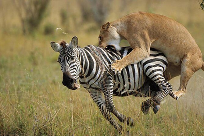 3 Day Maasai Mara Group Joining Camping Safari - Daily Departures - The Itinerary: What to Expect Day-by-Day
