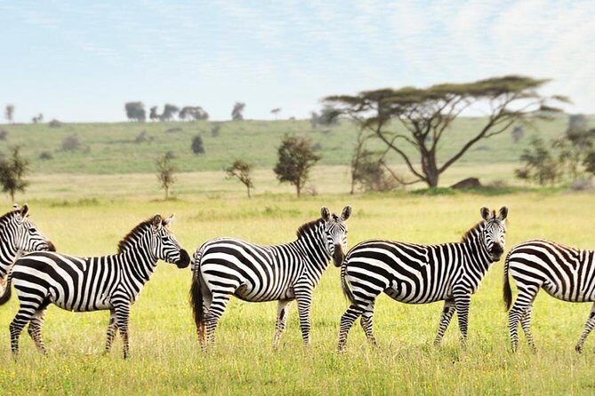 3-Day Maasai Mara Guided Safari From Nairobi - Day 3: Return to Nairobi