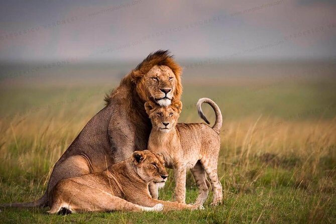 3-Day Maasai Mara Guided Safari From Nairobi - The Realities of the Safari Experience