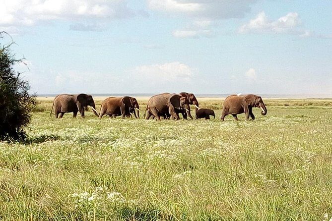 3 Day Maasai Mara & Migration safari - An In-Depth Look at the Maasai Mara Safari
