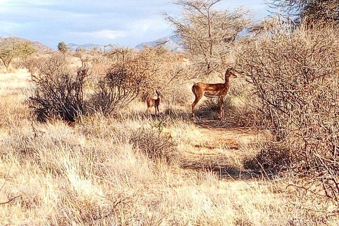 3 Day Maasai Mara & Migration safari - FAQ