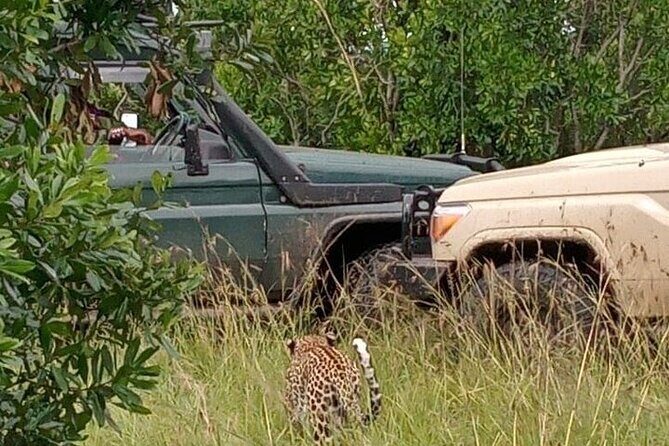 3-Day Maasai Mara Safari Tour in a 4 x4 Land Cruiser Jeep - What Makes This Safari Stand Out?