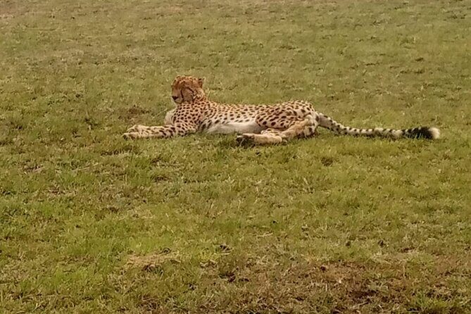 3-Day Maasai Mara Safari Tour in a 4 x4 Land Cruiser Jeep - Who Should Consider This Safari?