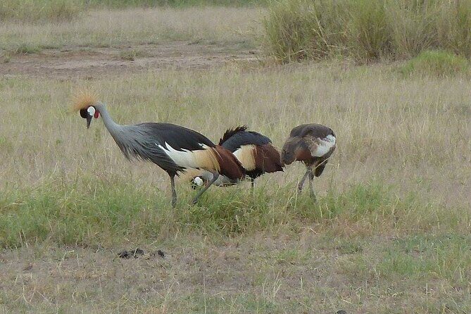 3 Day Maasai Mara Shared Safari In a Safari Van - The Experience in Detail: What Makes It Stand Out