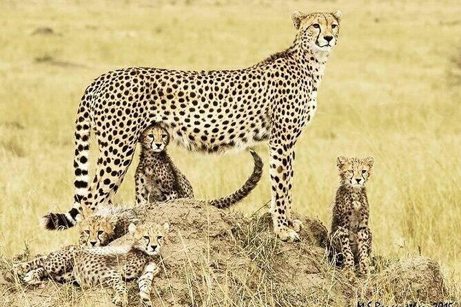 3 Day Maasai Mara Shared Safari In a Safari Van - Who Will Love This Safari?