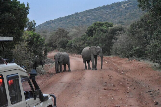 3 Day Maasai Mara Shared Safari In a Safari Van - FAQ