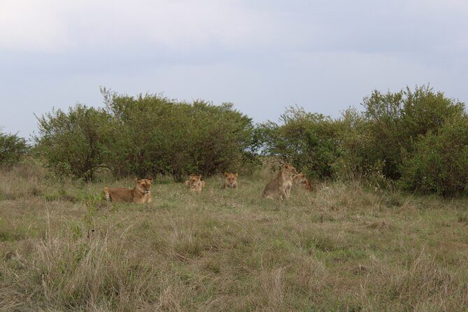 3-Day Maasai Mara Sharing Safari in a 4x4 Land Cruiser Jeep - Final Thoughts